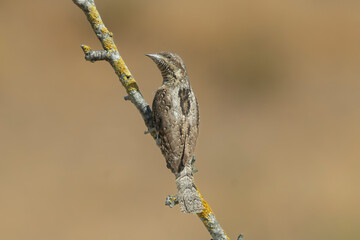 Eurasian wryneck - Jynx torquilla cryptically-colored bird, perched on lichen-covered branch against  soft, blurred brown background. Photo from Dobruja in Bulgaria.