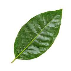 Obraz premium Ixora Leaf isolated on transparent background