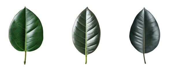 Fototapeta premium Rubber Plant Leaf isolated on transparent background