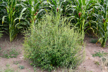 Ragweed growing in the field. Common Ragweed on the meadow in summer. Ambrosia psilostachya.  
