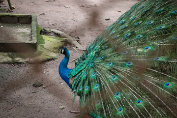 Obraz premium The green peafowl (Pavo muticus) is an endangered species from Southeast Asia and Indochina. Blurred or defocused picture of a green peafowl behind a zoo cage