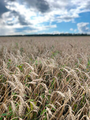 Golden wheat field under a cloudy sky