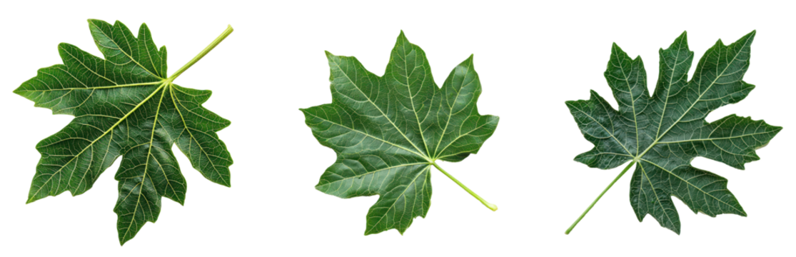 Papaya Leaf isolated on transparent background