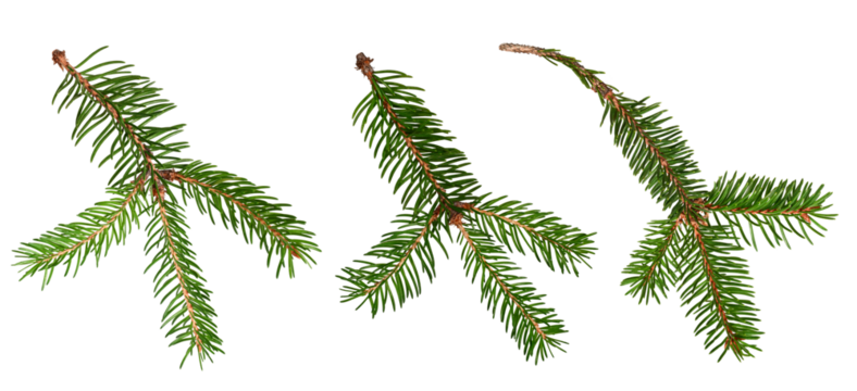 Set of conifer branches isolated on white background. Spruce branches, Christmas tree. Design element for creating collages, festive Christmas arrangements, frames, wreaths.