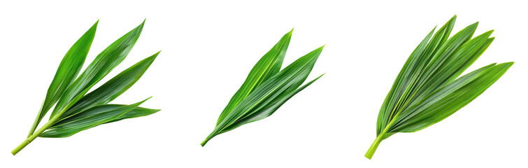 Pandan Leaf isolated on transparent background