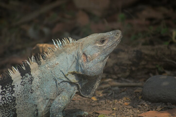 galapagos land iguana