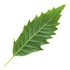 Neem Leaf isolated on transparent background