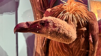 Close-up of a vulture with detailed feathers and hooked beak, showcasing the scavenger bird’s anatomy and strength, ideal for wildlife, zoology, and nature stock photography