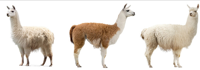 Three different lamas standing in front of a white background cutout PNG file with clipping path Fullbody portrait Isolated on a white background Three differe