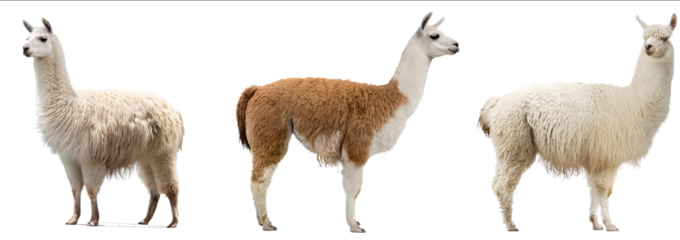Three different lamas standing in front of a white background cutout PNG file with clipping path Fullbody portrait Isolated on a white background Three differe