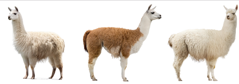 Three different lamas standing in front of a white background cutout PNG file with clipping path Fullbody portrait Isolated on a white background Three differe