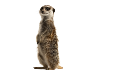 Photograph of a meerkat standing on its hind legs isolated against a white background fullbody shot
