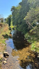 Fototapeta premium Peaceful small river flowing through a lush green forest with reflections of trees on the water, natural landscape with sunlight, tranquility, and serene countryside scenery