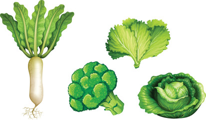 set of fresh vegetables isolated