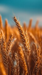Fototapeta premium golden wheat field close up at sunset hyper realistic detailed photography
