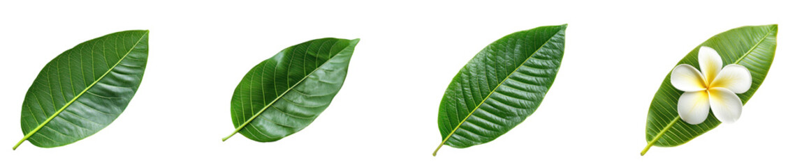 Obraz premium Frangipani Leaf isolated on transparent background