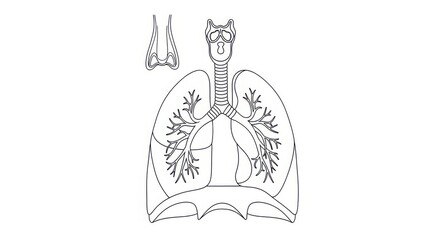 Detailed hand-drawn diagram of human respiratory system showing lungs trachea bronchi and diaphragm anatomy medical healthcare education graphic