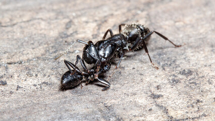 ant on the ground