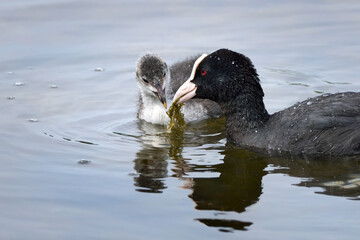 Blässhuhn (Fulica atra) füttert Jungtier mit Wasserpflanzen, Nahaufnahme im Wasser schwimmend, älteres Küken im grauen Jugendkleid