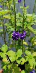 nature greenery small purple flower