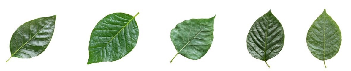 Obraz premium Tamarillo Leaf isolated on transparent background