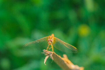 Yellow dragonfly standing on top of a stick against a blurred background of green grass with a bokeh effect close-up with its front legs extended with sharp spikes to catch its prey on the fly