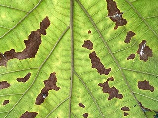 Close-up and macro photography of the green leaves of the golden teak tree. 