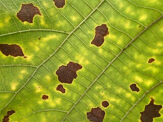 Close-up and macro photography of the green leaves of the golden teak tree. 