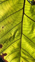 Close-up and macro photography of the green leaves of the golden teak tree. 