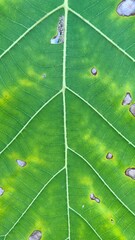Close-up and macro photography of the green leaves of the golden teak tree. 
