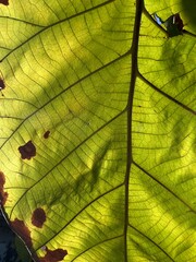 Close-up and macro photography of the green leaves of the golden teak tree. 