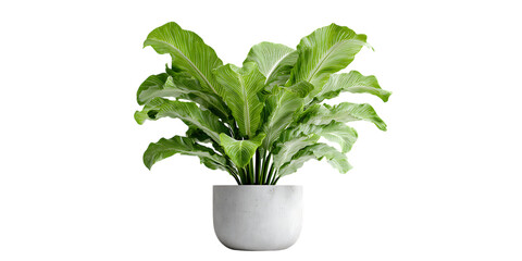 Asplenium nidus in a white pot on a black background.