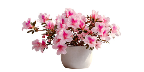 Obraz premium Pink azalea flowers in a white pot