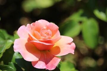 Bouton de rose