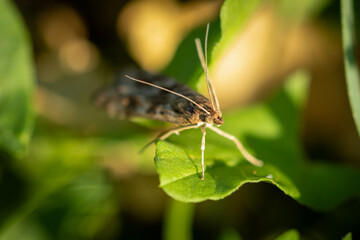 Papillon