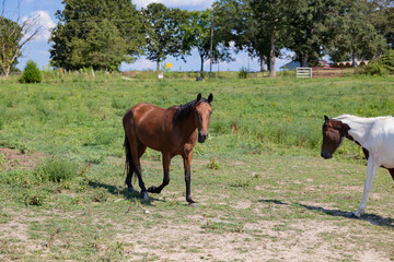 BeAUTIFUL HORSES AT A WEDDING VENUE IN MISSOURI