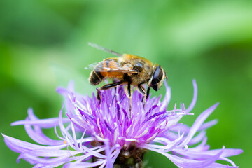 Abeille sur une Centaurées