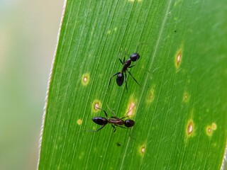 Wildlife: Sugar Ants (Camponotus) Interact on a Leaf with Morning Dew