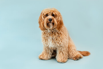 Curly brown Labradoodle or poodle or goldendoodle dog on a blue isolated background