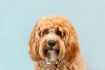 Curly brown Labradoodle or poodle or goldendoodle dog on a blue isolated background