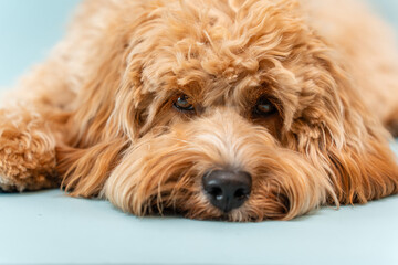Curly brown Labradoodle or poodle or goldendoodle dog on a blue isolated background