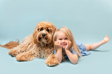 Little child girl with her best friend Curly brown poodle or goldendoodle dog on a blue isolated background