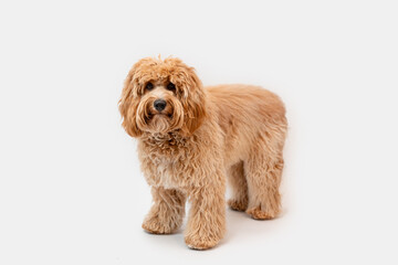 Curly brown Labradoodle or poodle or goldendoodle dog on a white isolated background