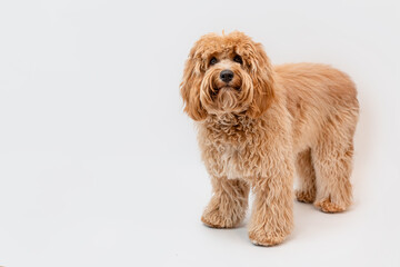 Curly brown Labradoodle or poodle or goldendoodle dog on a white isolated background