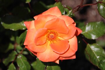 Obraz premium Rosier très épineux