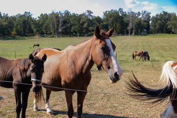 Fototapeta premium BeAUTIFUL HORSES AT A WEDDING VENUE IN MISSOURI