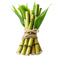 Fototapeta premium Fresh green sugarcane stalks with leaves tied with twine isolated [Transparent Background PNG].