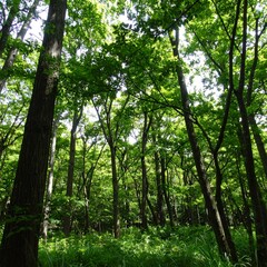 Obraz premium Lush green forest canopy