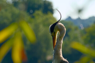 Wild grey heron captured in close-up, illuminated by sunlight from behind
