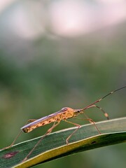 Wildlife: A Long-tailed Bedbug (Leptocorisa acuta) Resting on a Rice Leaf in the Morning